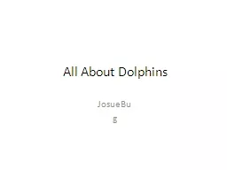 All About Dolphins
