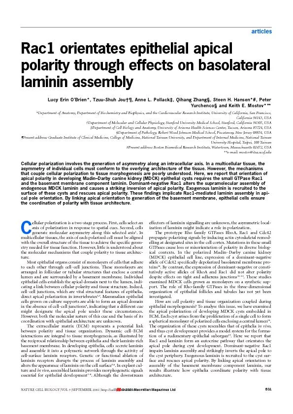 articlespolarity through effects on basolateralYurchenco