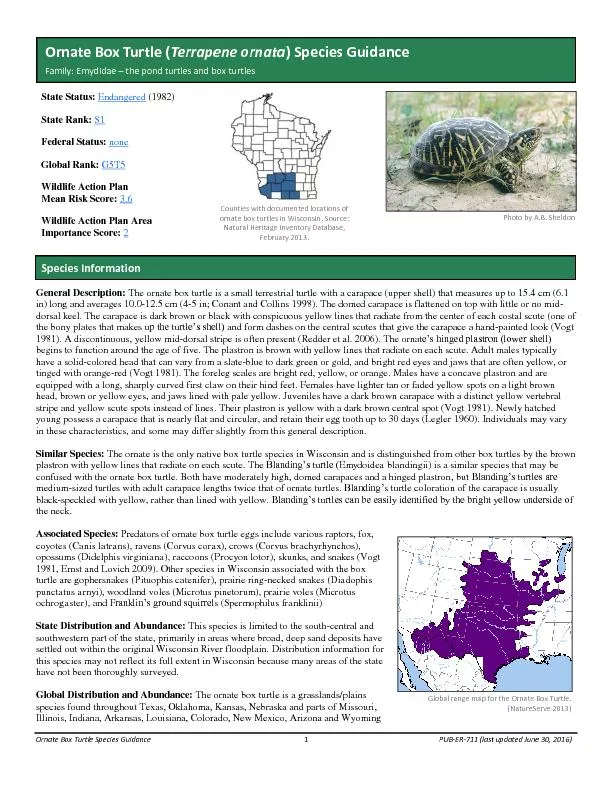 Box Turtle Species Guidance