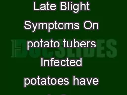 Late Blight A Serious Disease of Potatoes and Tomatoes Late Blight Symptoms On potato