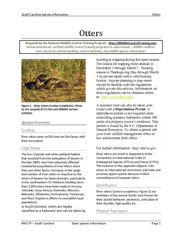 South Carolina Species InformationOtters