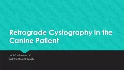 Retrograde Cystography in the Canine Patient