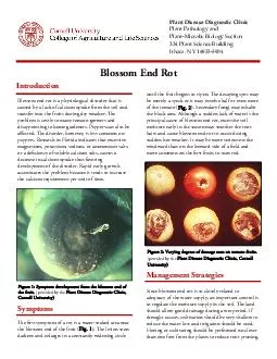 Blossom End Rot Blossom end rot is a physiological disorder that is caused by a lack of