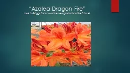 “Azalea Dragon Fire”