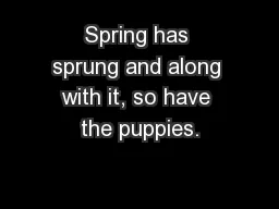 Spring has sprung and along with it, so have the puppies.