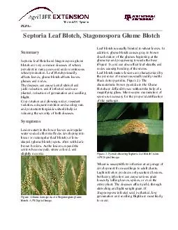 PLPA Septoria Leaf Blotch St agonospora Glume Blotch Summary Septoria leaf blotch and