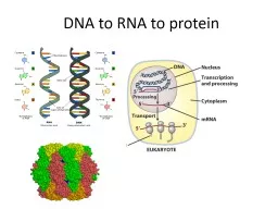 DNA to RNA to protein