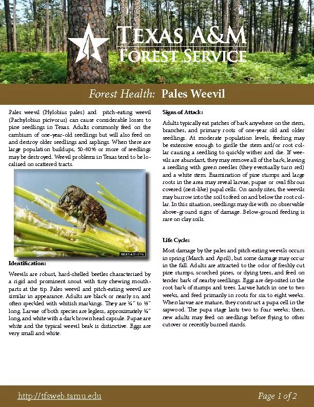 Forest Health:  Pales Weevil