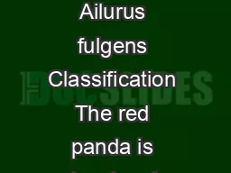 Red Panda Ailurus fulgens Classification The red panda is closely rela