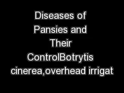 Diseases of Pansies and Their ControlBotrytis cinerea,overhead irrigat