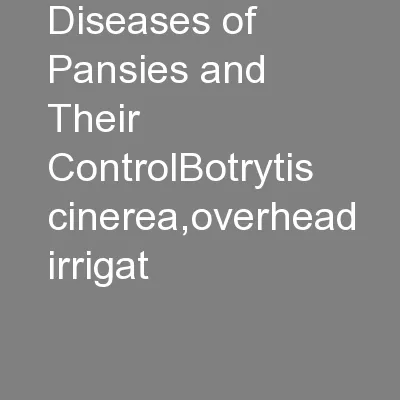 Diseases of Pansies and Their ControlBotrytis cinerea,overhead irrigat