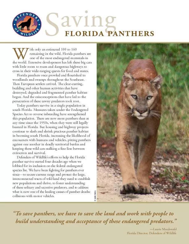  remaining in the wild, Florida panthers are one of the