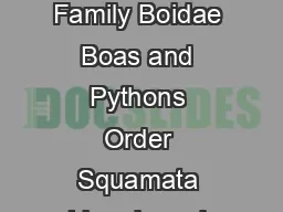 Boa constrictor Boa Constrictor or Macajuel Family Boidae Boas and Pythons Order Squamata