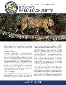 Living With Wildlife The Bobcat in Massachusetts Description The only wild cat now found in Massachusetts the bobcat  Lynx rufus is a medium sized feline approximately twice the size of a domestic ho