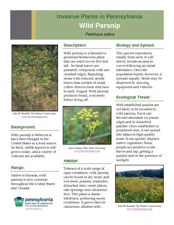Invasive Plants in Pennsylvania Wild Parsnip Pastinaca sativa 
...