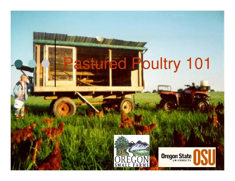 Pastured Poultry 101