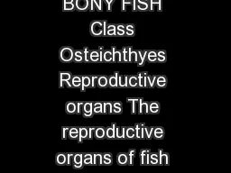 KWWSPDULQHZDWHUVVKZDJRYDX KWWSZZZIDFHERRNFRPPDULQHV BONY FISH Class Osteichthyes Reproductive