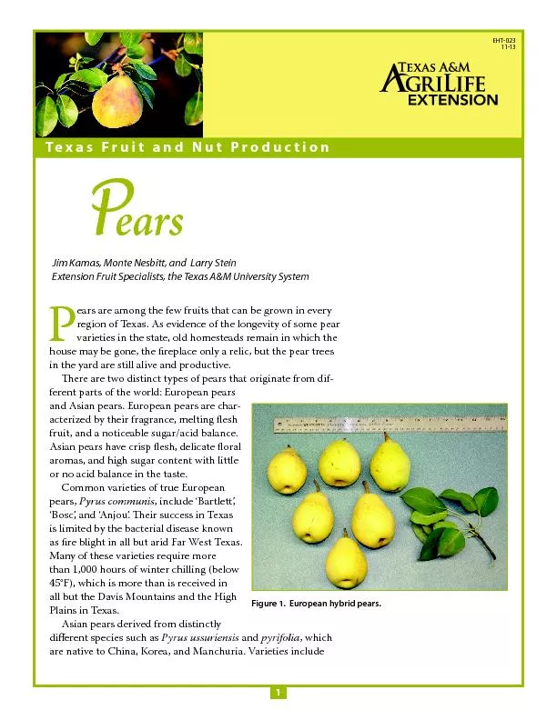 Figure 1.  European hybrid pears.