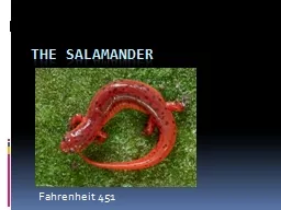 The Salamander