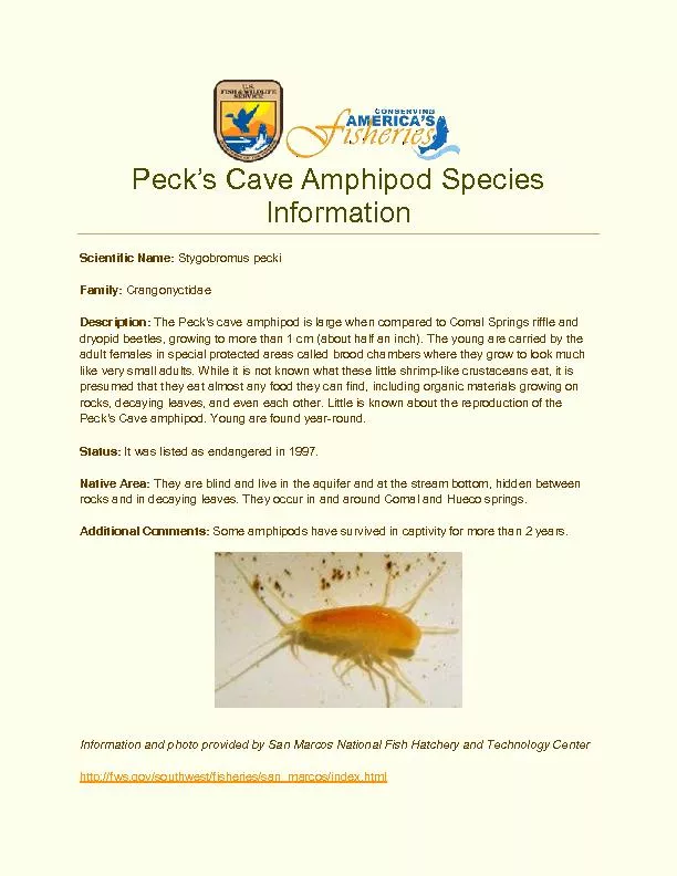 Peck’s Cave Amphipod Species Information
