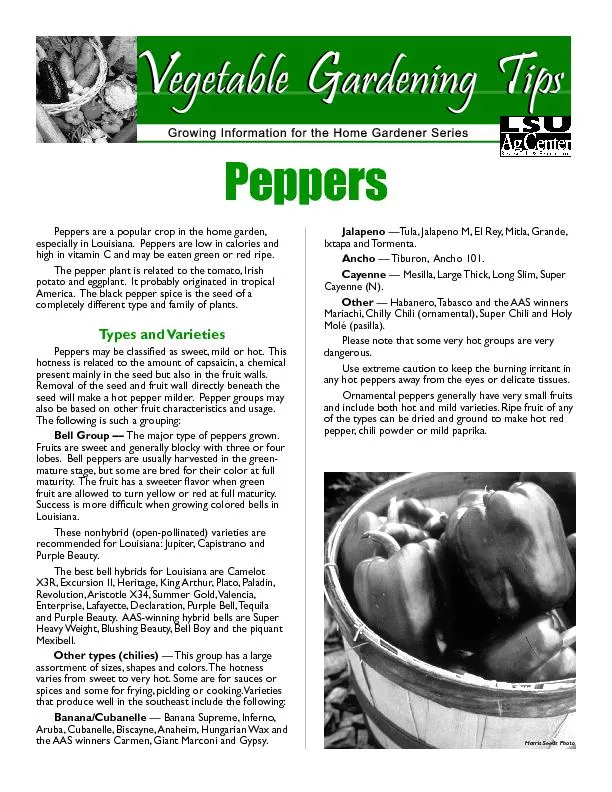 Peppers are a popular crop in the home garden,