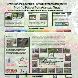 Brazilian Peppertree,