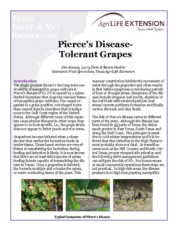 Pierce’s Disease