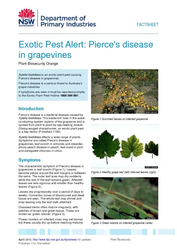 Exotic Pest Alert: Pierce's disease Plant Biosecurity Orange