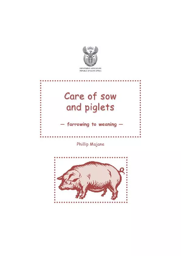 Care of sow Care of sow and pigletsand piglets