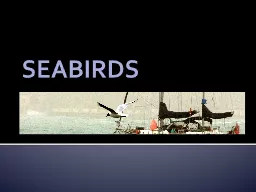 SEABIRDS