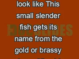 What do they look like This small slender fish gets its name from the gold or brassy colour