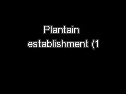 Plantain establishment (1