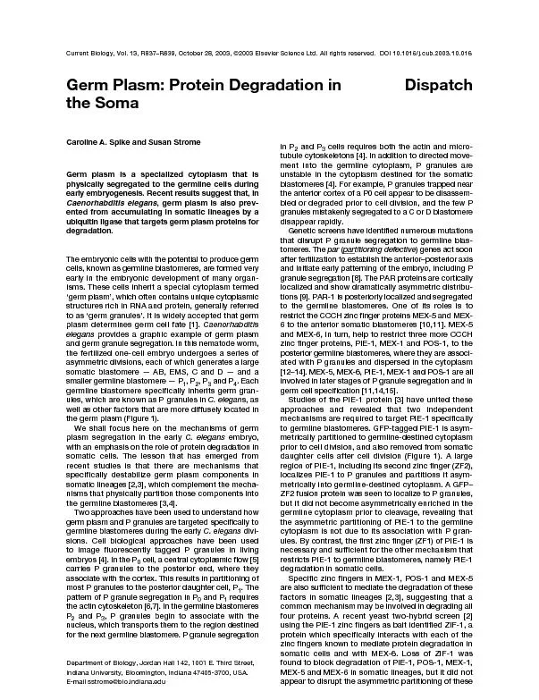 Germ Plasm: Protein Degradation in
