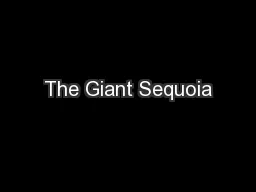 The Giant Sequoia