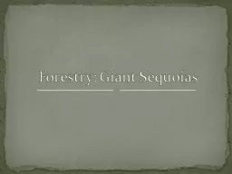 Forestry: Giant Sequoias