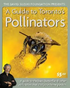 A Guide to Toronto’s Pollinators