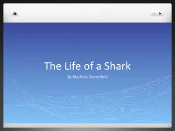 The Life of a Shark