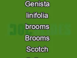 Brooms Scotch Cytisus scoparius  Montpellier Genista monspessulana and axleaf Genista