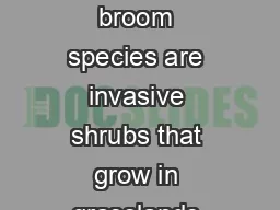 SHRUBS ESCRIPTION These three broom species are invasive shrubs that grow in grasslands