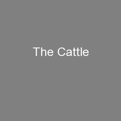 The Cattle