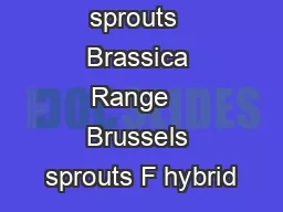 Brussels sprouts  Brassica Range   Brussels sprouts F hybrid