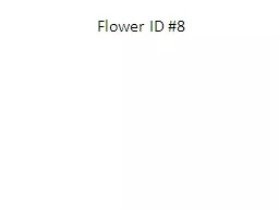Flower ID #8