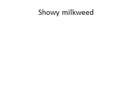 Showy milkweed
