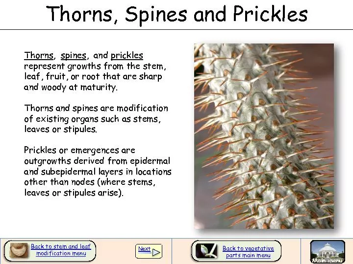 Thorns, Spines and Prickles