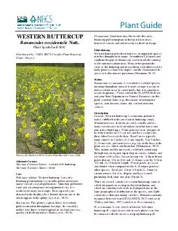 Plant Guide WESTERN BUTTERCUP Ranunculus occidentalis Nutt