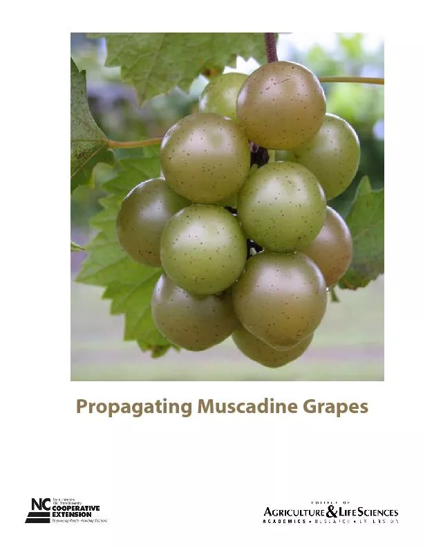 Propagating Muscadine Grapes