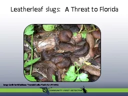 Leatherleaf slugs:  A Threat to Florida