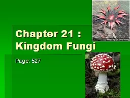 Chapter 21 : Kingdom Fungi