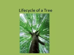 Lifecycle of a Tree