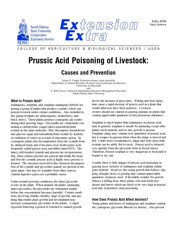Prussic Acid Poisoning of Livestock:  Causes and Prevention